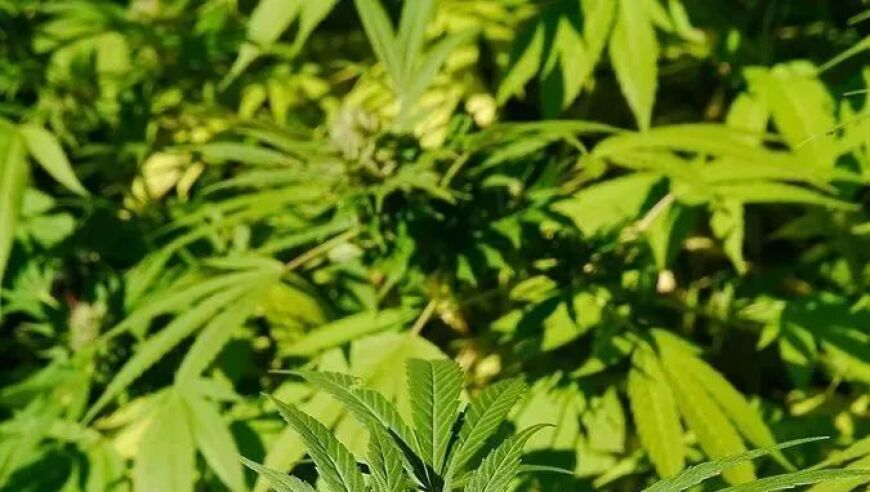 白小姐精选四肖必中一肖多少钱一个,浙传艺考女生现场卸妆撞脸马思纯,社会责任方案执行_开发版V15.4